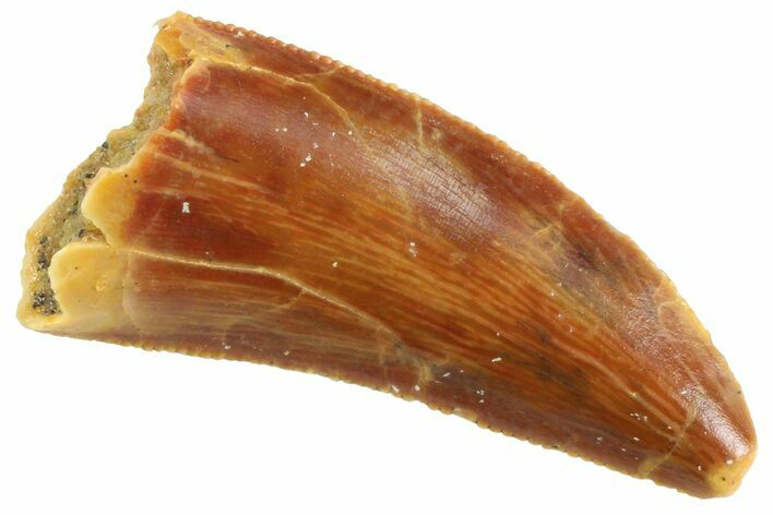 Serrated Raptor Tooth - Real Dinosaur Tooth #347067